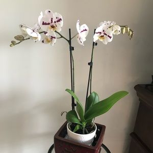 Meet your Posher, Carla